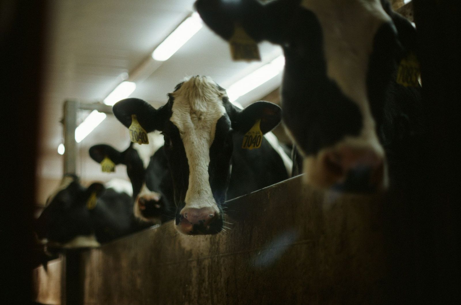 Dairy cattle at a feed rail under overhead barn lighting